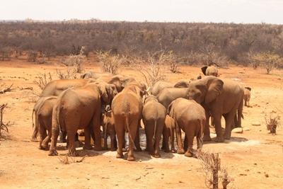 Elefanter på naturbevaringsprojektet i Sydafrika Elefanter samles om et vandhul i Sydafrika