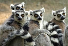Frivilligt arbejde i Madagaskar Frivilligt arbejde i Madagaskar