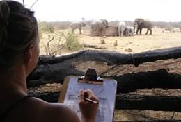 Frivilligt arbejde i Sydafrika Frivilligt arbejde i Sydafrika