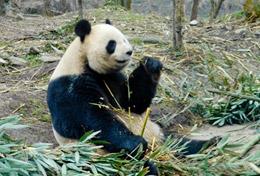 Frivilligt arbejde i Kina Frivilligt arbejde i Kina