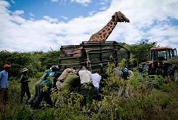 Frivilligt arbejde i Kenya Frivilligt arbejde i Kenya
