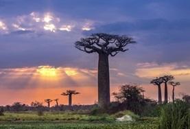 Frivilligt arbejde i Madagaskar Frivilligt arbejde i Madagaskar