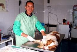 Frivilligt arbejde i Veterinærmedicin & <br /> Dyrepasning Frivilligt arbejde i Veterinærmedicin & <br /> Dyrepasning
